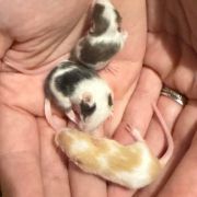 BXRodents